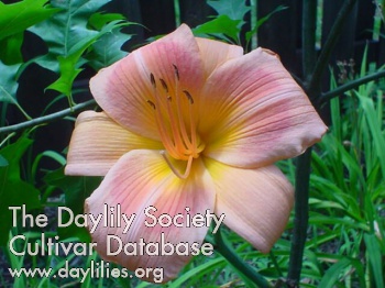 Daylily Real Wind